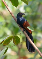 Southern-Coucal-(Centropus-sinensis-parroti)