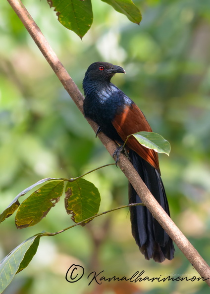 Southern-Coucal-(Centropus-sinensis-parroti).jpg