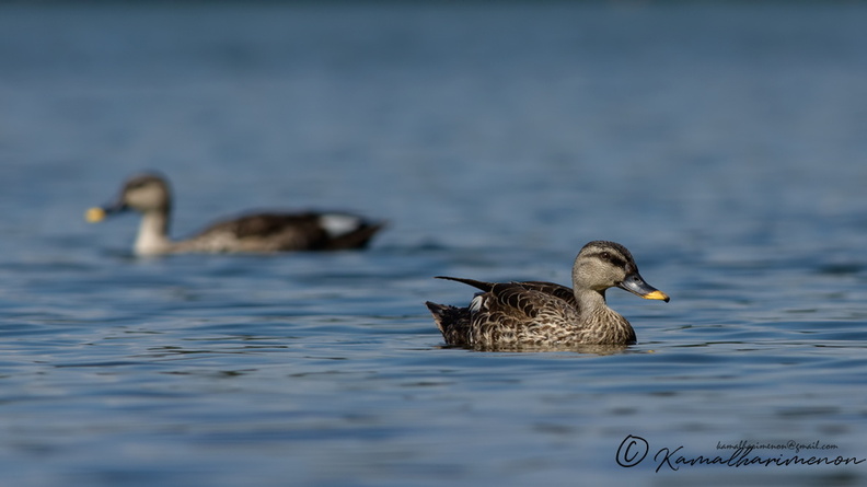Spot-billed-Duck-(Anas-poecilorhyncha)05.jpg