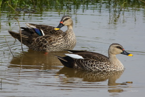 Spot-billed-Duck-(Anas-poecilorhyncha)03