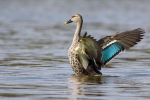 Spot-billed-Duck-(Anas-poecilorhyncha)06