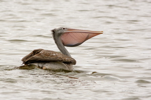 Spot-billed-Pelican-(Pelecanus-philippensis)