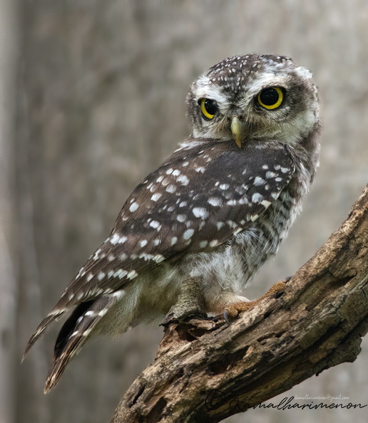 Spotted-Owlet-(Athene-brama)03.jpg