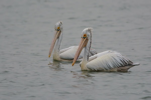 Spot-billed-Pelican--(Pelecanus-philippensis)