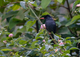Square-tailed-bulbul-(Hypsipetes-ganeesa)
