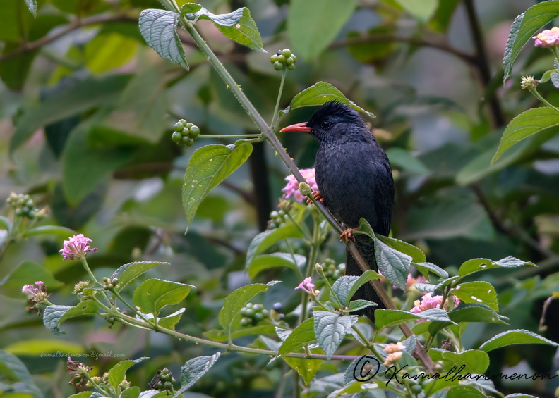 Square-tailed-bulbul-(Hypsipetes-ganeesa).jpg