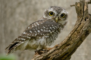 Spotted-Owlet-(Athene-brama)04