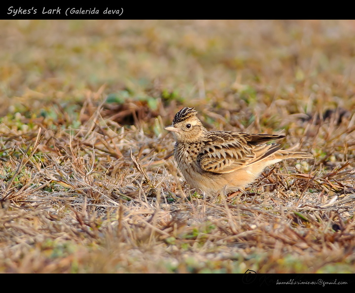 Sykes's-Lark-(Galerida-deva).jpg