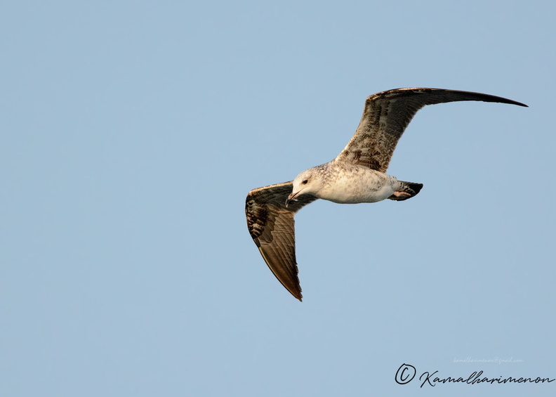 Steppe-Gull-(Larus-cachinnans).jpg