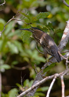 Striated-Heron-(Butorides-striata)