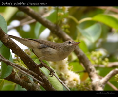 Sykes's-Warbler-(Hippolais-rama)