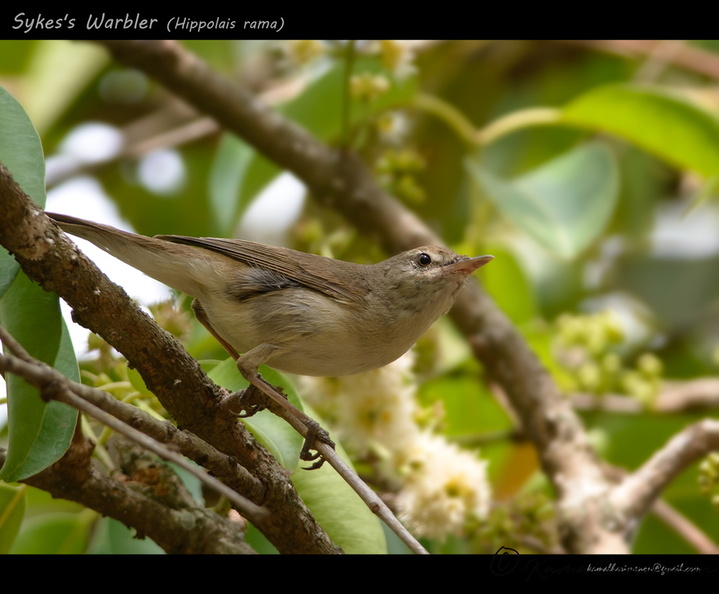Sykes's-Warbler-(Hippolais-rama).jpg