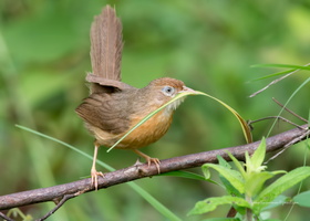 Tawny-bellied-Babbler-(Dumetia-hyperythra)04