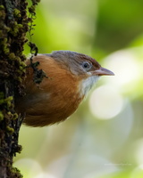 Tawny-bellied-Babbler-(Dumetia-hyperythra)02