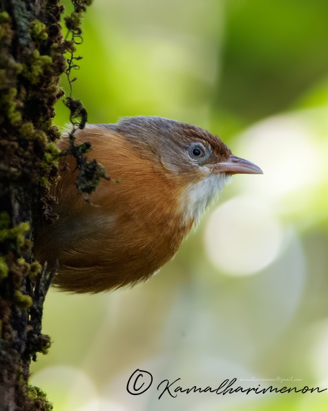 Tawny-bellied-Babbler-(Dumetia-hyperythra)02.jpg