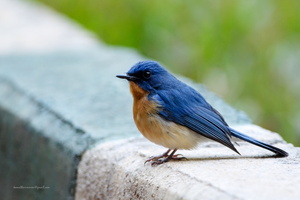 Tickell's-Blue-Flycatcher-(Cyornis-tickelliae)