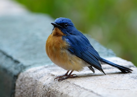 Tickell's-Blue-Flycatcher-(Cyornis-tickelliae)01