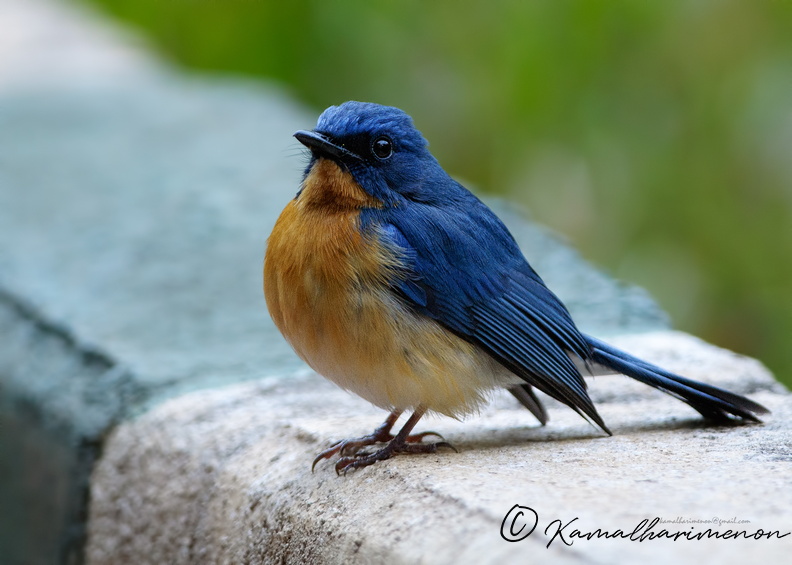 Tickell's-Blue-Flycatcher-(Cyornis-tickelliae)01.jpg