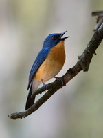 Tickell's-Blue-Flycatcher-(Cyornis-tickelliae)03