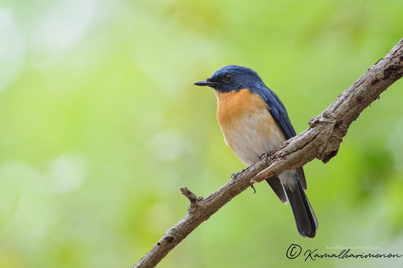Tickell's-Blue-Flycatcher-(Cyornis-tickelliae)02.jpg
