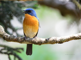Tickell's-Blue-Flycatcher-(Cyornis-tickelliae)04