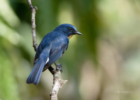 Tickell's-Blue-flycatcher-(Cyornis-tickelliae)07