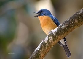Tickell's-Blue-flycatcher-(Cyornis-tickelliae)06