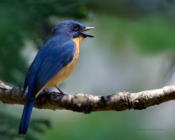 Tickell's-Blue-flycatcher-(Cyornis-tickelliae)0501