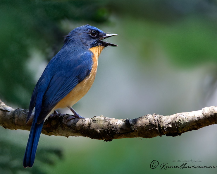 Tickell's-Blue-flycatcher-(Cyornis-tickelliae)0501.jpg