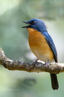 Tickell's-Blue-flycatcher-(Cyornis-tickelliae)09