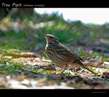 Tree-Pipit-(Anthus-trivialis)