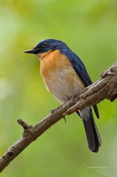 Tickell's-Blue-flycatcher-(Cyornis-tickelliae)0701