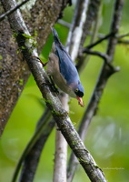 Velvet-fronted-Nuthatch-(Sitta-frontalis)01