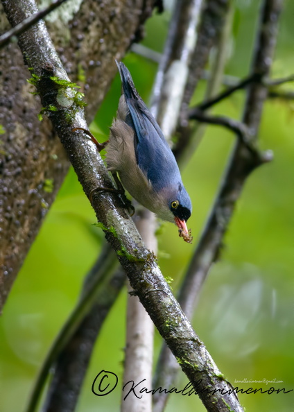 Velvet-fronted-Nuthatch-(Sitta-frontalis)01.jpg
