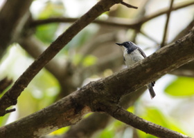 ultramarine-flycatcher