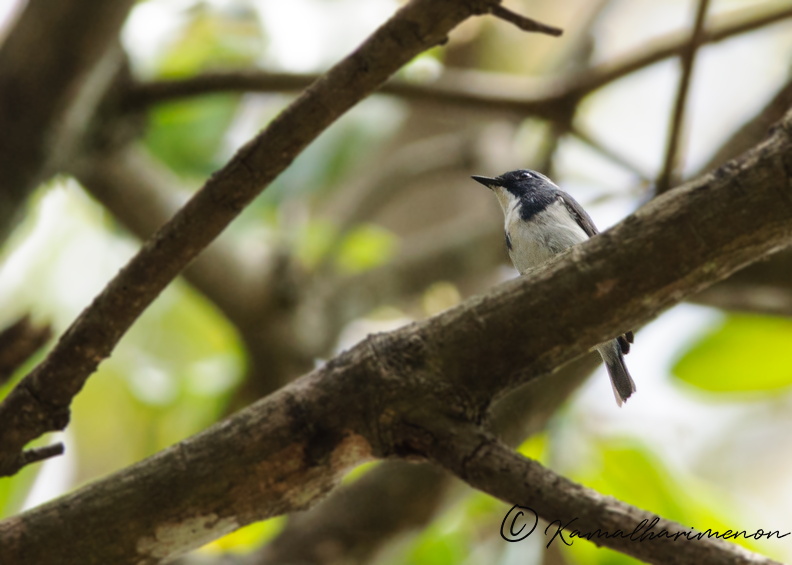 ultramarine-flycatcher.jpg