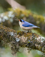 velvet-fronted-nuthatch-(Sitta-frontalis)03