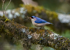 velvet-fronted-nuthatch-(Sitta-frontalis)02