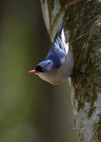 velvet-fronted-nuthatch-(Sitta-frontalis)04