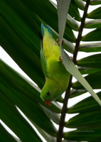 Vernal-Hanging-Parrot-(Loriculus-vernalis)01