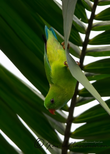 Vernal-Hanging-Parrot-(Loriculus-vernalis)01.jpg