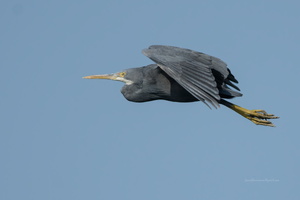 Western-reef-heron-(Egretta-gularis)