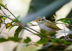 Western-Crowned-Warbler-(Phylloscopus-occipitalis)