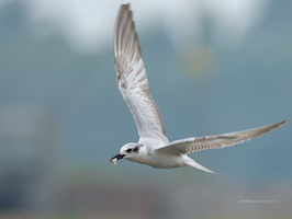 Whiskered-Tern-(Chlidonias-hybrida)