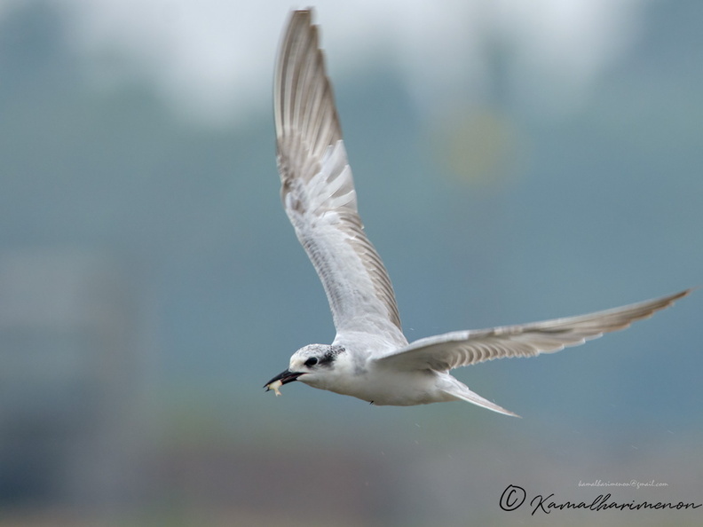 Whiskered-Tern-(Chlidonias-hybrida).jpg