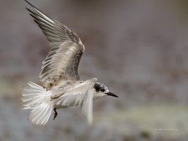 Whiskered-Tern-(Chlidonias-hybrida)01