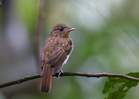 White-bellied-Blue-Flycatcher-(Cyornis-pallipes)