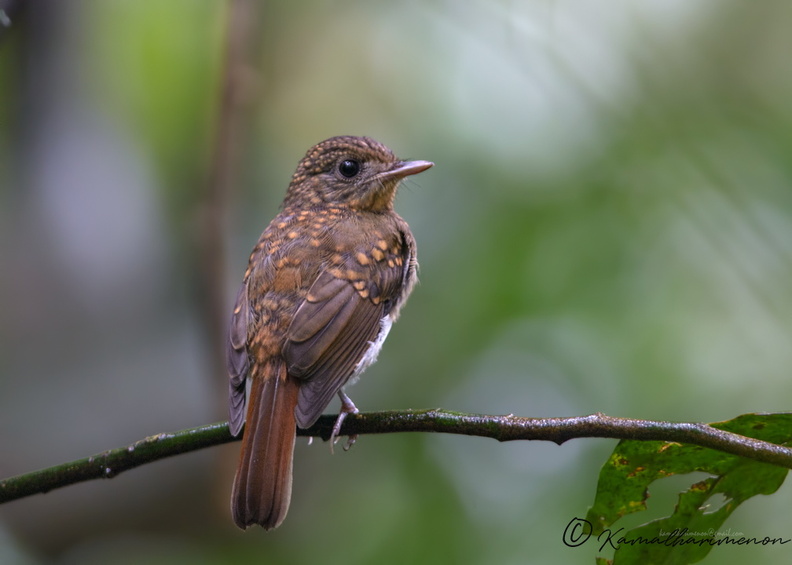 White-bellied-Blue-Flycatcher-(Cyornis-pallipes).jpg