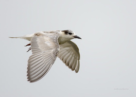 Whiskered-Tern-(Chlidonias-hybrida)02