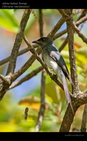 White-bellied-Drongo-(Dicrurus-caerulescens)
